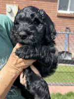Duke, a male Double Doodle for sale in Salt Lake City, UT – Photo 1 of 6
