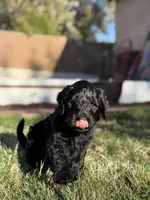 Duke, a male Double Doodle for sale in Salt Lake City, UT – Photo 6 of 6