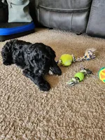 Duke, a male Double Doodle for sale in Salt Lake City, UT – Photo 2 of 6