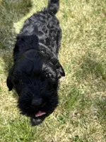 Duke, a male Double Doodle for sale in Salt Lake City, UT – Photo 3 of 6