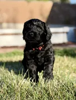 Duke, a male Double Doodle for sale in Salt Lake City, UT – Photo 5 of 6