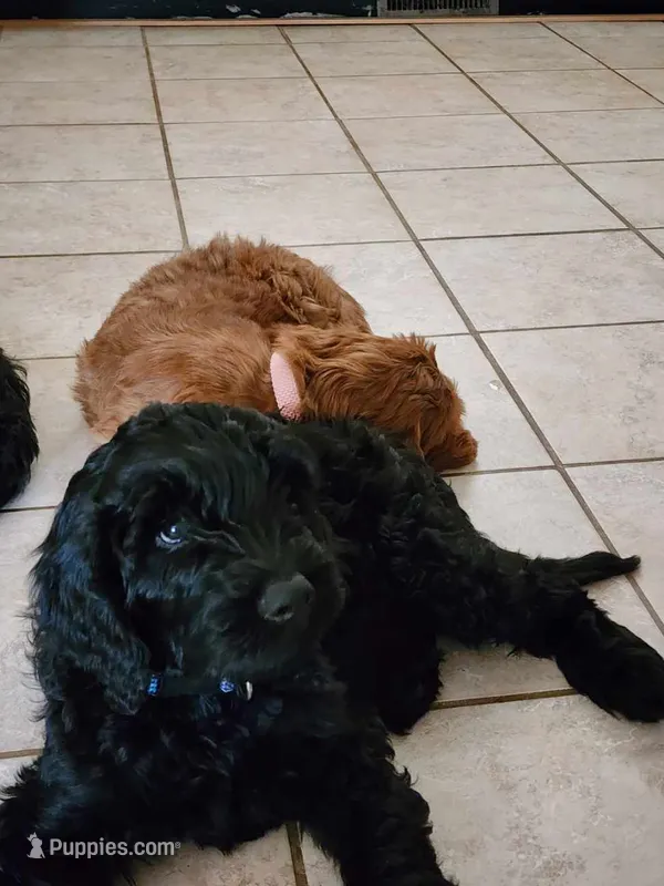 Duke – Double Doodle puppy for sale in Salt Lake City, UT