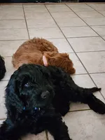 Duke, a male Double Doodle for sale in Salt Lake City, UT – 1 of 8