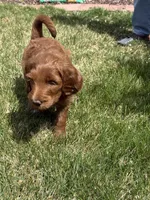 Ginger , a female Double Doodle for sale in Salt Lake City, UT – Photo 4 of 7
