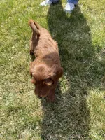 Ginger , a female Double Doodle for sale in Salt Lake City, UT – Photo 6 of 7