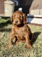 Ginger , a female Double Doodle for sale in Salt Lake City, UT – Photo 7 of 7