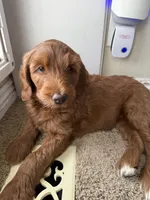 Ginger , a female Double Doodle for sale in Salt Lake City, UT – Photo 2 of 7
