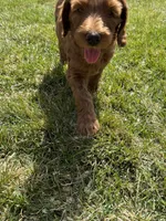 Ginger , a female Double Doodle for sale in Salt Lake City, UT – Photo 5 of 7