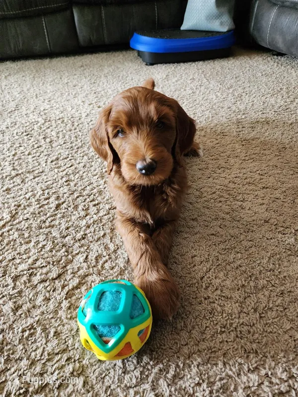 Ginger  – Double Doodle puppy for sale in Salt Lake City, UT