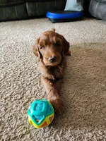Ginger , a female Double Doodle for sale in Salt Lake City, UT – Photo 1 of 7