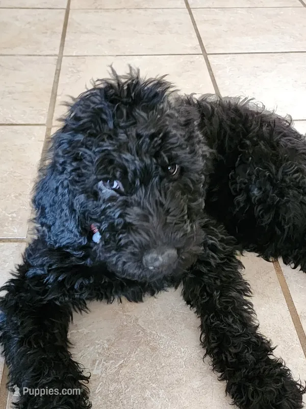 Maverick – Double Doodle puppy for sale in Salt Lake City, UT