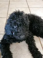 Maverick, a male Double Doodle for sale in Salt Lake City, UT – 2 of 10