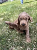 Bear, a male Double Doodle for sale in Salt Lake City, UT – Photo 6 of 6