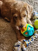 Bear, a male Double Doodle for sale in Salt Lake City, UT – Photo 1 of 6