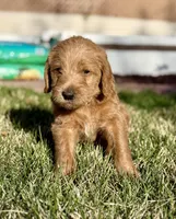 Bear, a male Double Doodle for sale in Salt Lake City, UT – Photo 2 of 6