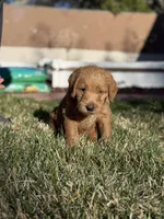 Bear, a male Double Doodle for sale in Salt Lake City, UT – Photo 3 of 6