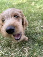 Bear, a male Double Doodle for sale in Salt Lake City, UT – Photo 4 of 6
