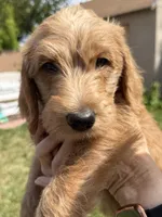 Bear, a male Double Doodle for sale in Salt Lake City, UT – Photo 5 of 6