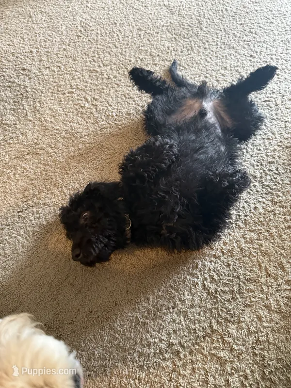 Maverick – Double Doodle puppy for sale in Salt Lake City, UT