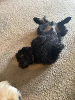 Maverick, a male Double Doodle for sale in Salt Lake City, UT – 1 of 10
