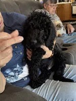 Maverick, a male Double Doodle for sale in Salt Lake City, UT – 9 of 10