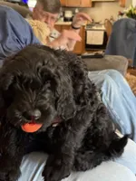 Duke, a male Double Doodle for sale in Salt Lake City, UT – 2 of 8