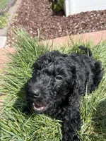 Maverick, a male Double Doodle for sale in Salt Lake City, UT – Photo 3 of 6