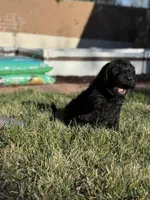 Maverick, a male Double Doodle for sale in Salt Lake City, UT – Photo 6 of 6