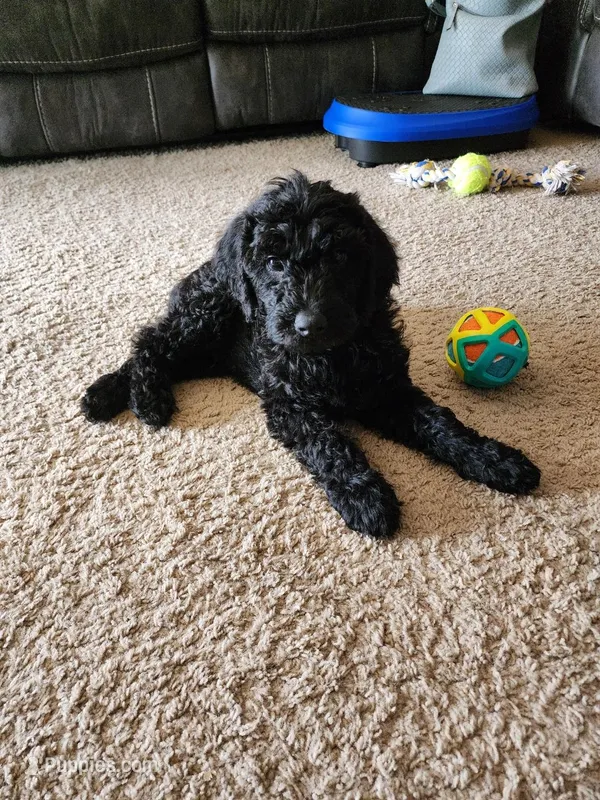 Maverick – Double Doodle puppy for sale in Salt Lake City, UT