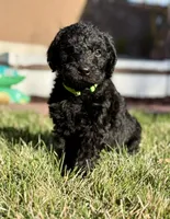 Maverick, a male Double Doodle for sale in Salt Lake City, UT – Photo 5 of 6