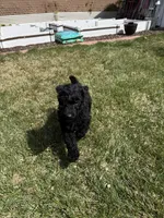 Maverick, a male Double Doodle for sale in Salt Lake City, UT – Photo 4 of 6