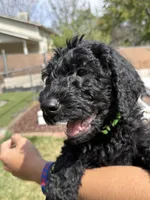 Maverick, a male Double Doodle for sale in Salt Lake City, UT – Photo 2 of 6
