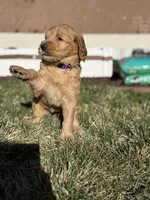 Teddy, a female Double Doodle for sale in Salt Lake City, UT – Photo 4 of 6