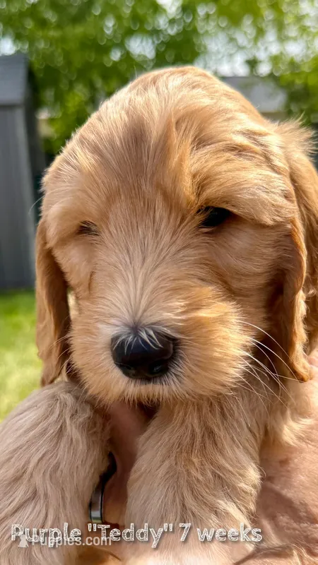 Teddy – Double Doodle puppy for sale in Salt Lake City, UT