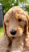 Teddy, a female Double Doodle for sale in Salt Lake City, UT – Photo 1 of 6