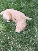 Teddy, a female Double Doodle for sale in Salt Lake City, UT – Photo 6 of 6