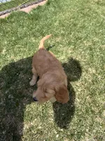 Teddy, a female Double Doodle for sale in Salt Lake City, UT – Photo 5 of 6