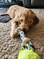 Teddy, a female Double Doodle for sale in Salt Lake City, UT – Photo 2 of 6