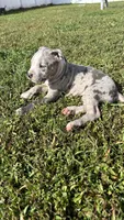 Sassy, a female American Pit Bull Terrier for sale in Kissimmee, FL – 2 of 5