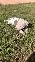 Eros, a male American Pit Bull Terrier for sale in Kissimmee, FL – 3 of 4