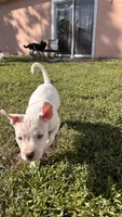 Peaches, a female American Pit Bull Terrier for sale in Kissimmee, FL – 3 of 3