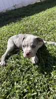 Diva , a female American Pit Bull Terrier for sale in Kissimmee, FL – 3 of 4
