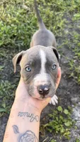 Athena , a female American Pit Bull Terrier for sale in Kissimmee, FL – 3 of 4