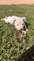 Eros, a male American Pit Bull Terrier for sale in Kissimmee, FL – 2 of 4