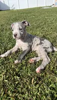 Sassy, a female American Pit Bull Terrier for sale in Kissimmee, FL – 5 of 5