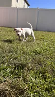 Clifford , a male American Pit Bull Terrier for sale in Kissimmee, FL – 4 of 5