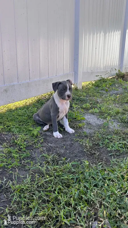 Athena  – American Pit Bull Terrier puppy for sale in Kissimmee, FL