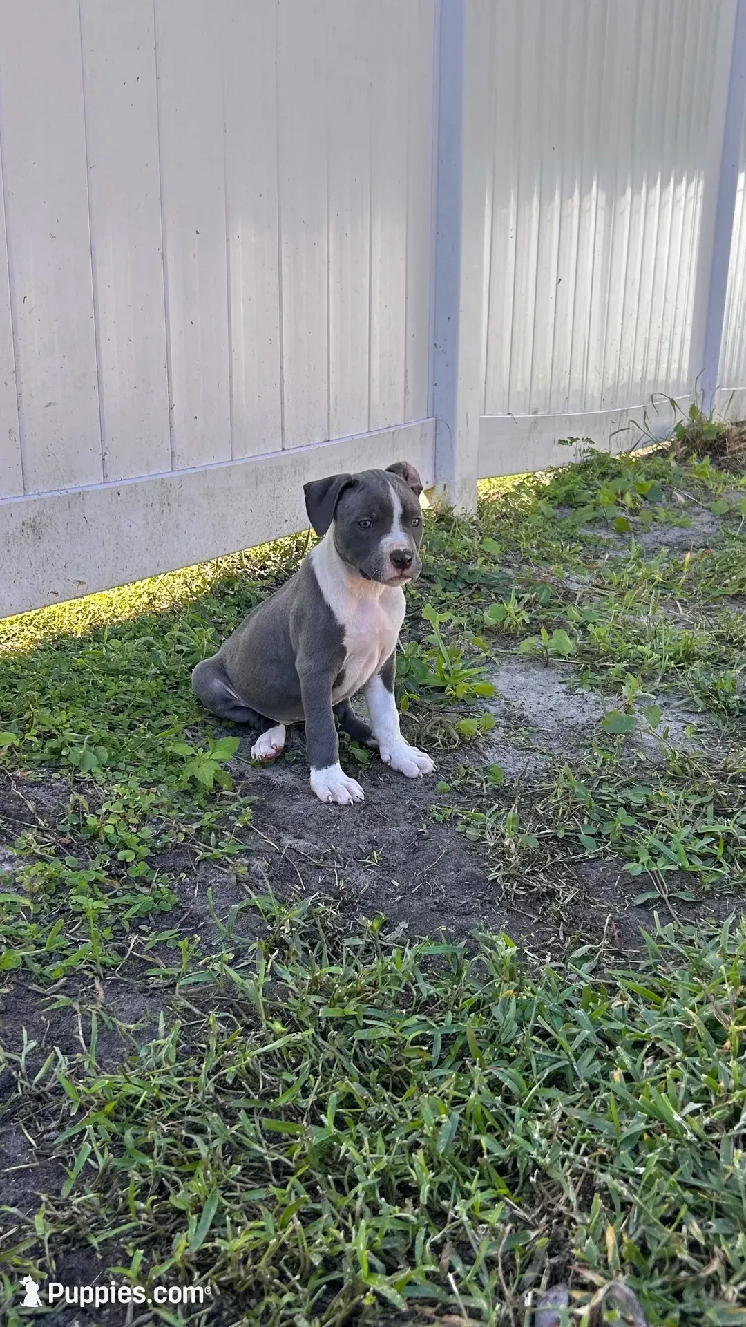 Athena , a female American Pit Bull Terrier for sale in Kissimmee, FL – 1 of 4