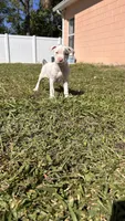 Princess, a female American Pit Bull Terrier for sale in Kissimmee, FL – 2 of 4