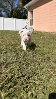 Princess, a female American Pit Bull Terrier for sale in Kissimmee, FL – 4 of 4